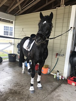 groom stall, wash rack with warm water